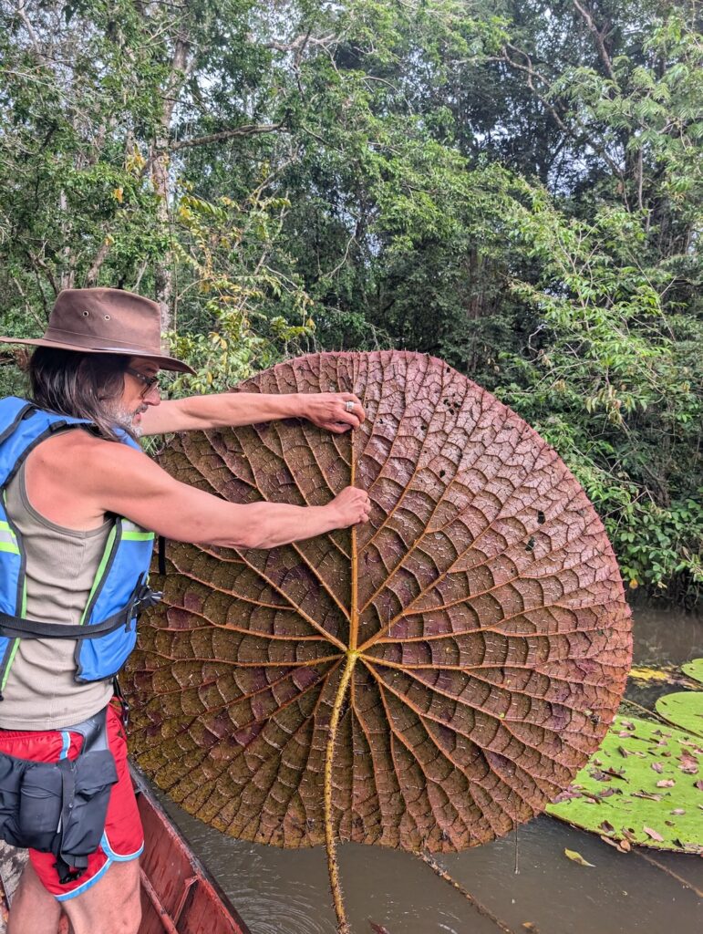Carlos Magdalena holding a Victoria colombiana leaf - CREDIT - Mauricio Bernal